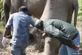 大象腿上肿起“巨包”，被人类救助后，感激地留下了眼泪视频封面