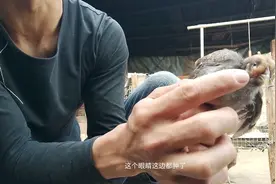 小鸡头部长了痘痘，朋友们知道这些小鸡得的是什么病吗视频封面