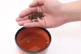 红糖和花椒用水泡一泡，真是厉害了，解决很多人困扰的烦恼，看看