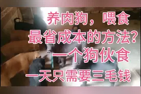 最省成本的肉狗喂食方法？一个狗伙食费，一天只需要三毛钱？