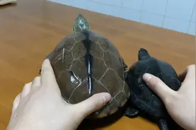 二十年草龟长啥样