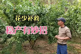 柑橘花少如何补救，光头仔教你两个好方法，稳产有妙招视频封面