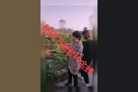 桃树下套种金蝉，没有树一样可以种植金蝉，效果杠杠滴！