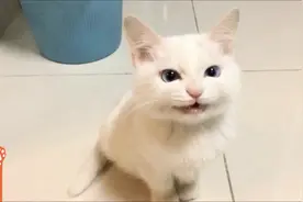 【回忆篇】家里养了一只羊吗？猫咪居然叫出绵羊音了视频封面