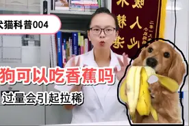 犬猫科普004：狗狗可以吃香蕉吗？过量有什么危害吗？视频封面