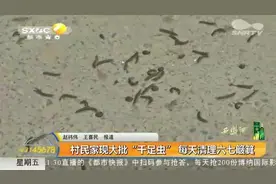 吓人！村民家中现大批“千足虫”，密密麻麻满地爬，又恐惧又恶心视频封面