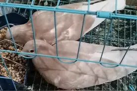 有哪位鸽友知道鸽子掉毛是怎么回事视频封面