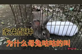 家兔配种的时候母兔“咕咕”的叫，正常吗视频封面