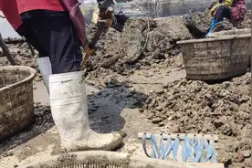 地上这一堆泥巴里，其实都是新鲜美味的扇贝！太不可思议啦视频封面