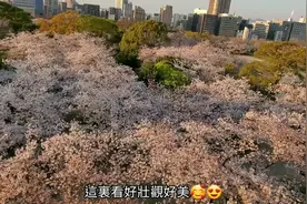 41集:六天游日本睇樱花 第二天下午去福冈舞鹤公园睇樱花视频封面