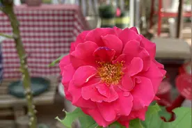 无滤镜，真实感受北京某大学家属宿舍一楼小院，雨后美景视频封面