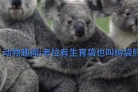 动物趣闻:考拉有生育袋也叫树袋熊视频封面