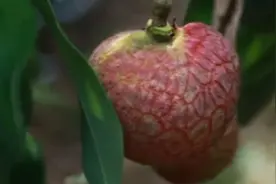 世界上最贵的荔枝是广东增城桂绿。层经一个荔枝拍卖五十五万元。视频封面