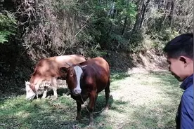 粉丝家牛伤寒症流鼻涕，找三叔帮忙—现已康复，一起来看看吧视频封面