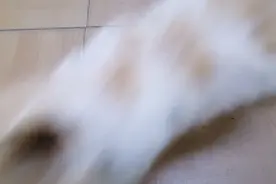 院里的“散养猫”来家里，小猫各种蹭，发出呼噜呼噜的声音视频封面
