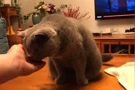 打瞌睡的猫咪听见零食袋一响立马精神#作业