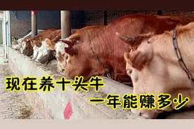 养牛经验：现在养10头牛一年能赚多少呢？听业内人士怎么说视频封面