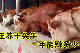养牛经验：现在养10头牛一年能赚多少呢？听业内人士怎么说视频封面