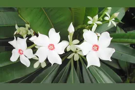 热带植物-海芒果视频封面