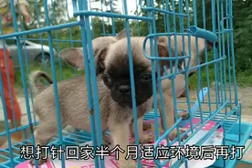 农村狗市，吉娃娃只要350元一只，老板说越小越值钱，是这样么？