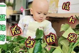 家里有宝宝引起重视，一盆绿萝险些酿成大祸，宝妈吓得不轻视频封面