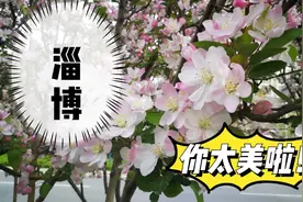 淄博，风景正美！联通路上百花争艳，引得路人纷纷拍照视频封面