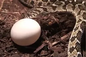 高清摄像机记录下，两条蛇吞下两颗鸡蛋到吐出蛋壳的全过程