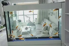 家庭鱼缸如何摆放？视频封面