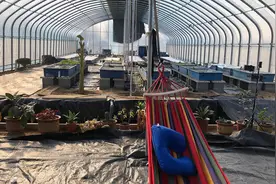 鱼菜共生系统的鱼该如何管理视频封面