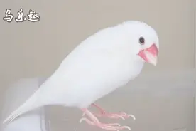 最容易饲养的小鸟之一：白文鸟！来听听这叫声，好听吗？