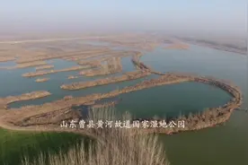 山东曹县万亩荷塘国家4A级黄河湿地公园出产神奇的芦丁小鸡