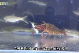 小龙虾饿了还会自己抓活鱼吃，比养的龟还厉害。