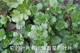 这种植物您见过吗？叶片有点像香菜的叶片，看一下有什么特点视频封面