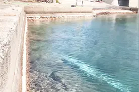 渔港里出现深海大带鱼，难得一见！