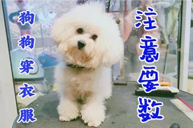 冬天给狗狗穿衣服，最怕发生这样的事，网友：这太可怕了