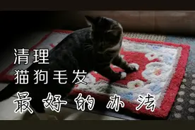 清理家里猫狗散落毛发最好的办法，没有之一，成本忽略不计视频封面