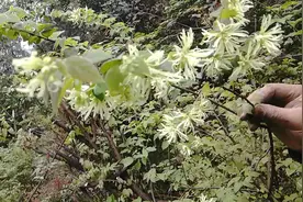 白花檵木，做盆景很漂亮，白花檵木花又是一种药材