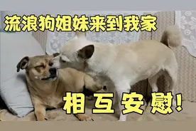 流浪狗姐妹来到我家！大家说，狗狗到底是喂狗粮好还是喂饭好呢？视频封面