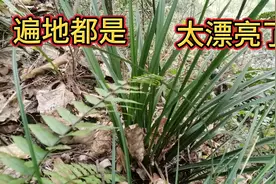 兰花一般生长在枞树林，小江实拍湖南大山遍地都是兰花，太漂亮了视频封面