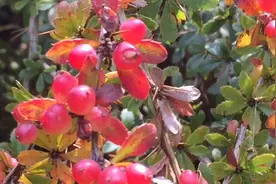 阿坝州理县秋天的红叶吸引了很多徒步爱好者！这种红果子是什么？视频封面