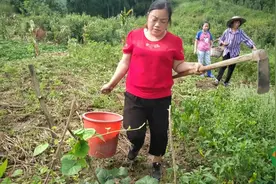 四川达州：农村婆媳给中奖粉丝挖啥？思雨热的要罢工，农民不好当视频封面