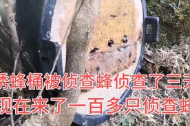 诱蜂桶来了侦查蜂，已经侦查了3天。现在来了一百多只侦查蜜蜂。视频封面
