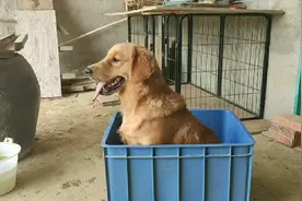 农村小伙把金毛当土狗喂养，丝毫不输城市金毛。