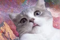 小猫跟着节奏跳舞，节奏感超强主人被萌晕