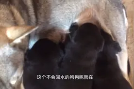 中华田园犬满月就可以喂肉吃了，但千万别喂错了