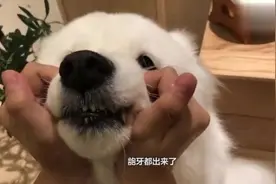 萨摩耶软糖因好奇被抓吃药，拼命拒绝成海豹，妈妈拿零食修复关系