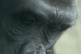 大脚怪：原来大脚怪的外形，就像是成年大猩猩视频封面