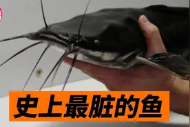 腐肉、粑粑、重金属，什么都吃！塘鲺鲶鱼到底有多脏？视频封面