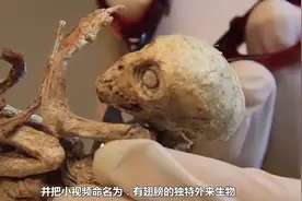 被封存了50年的秘密，墨西哥发现带翅膀的精灵真实存在的物种视频封面