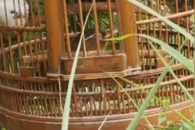 贵州正宗本地三黄画眉鸟唱歌就是不一般，歌声多变动听，太喜欢了视频封面